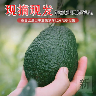 钱小二 牛油果 12个单果100-130g