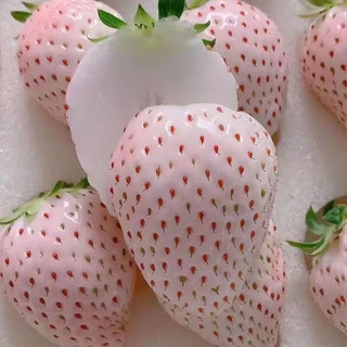 淡雪奶油草莓  特大果 1斤 礼盒装 单果25g+顺丰空运
