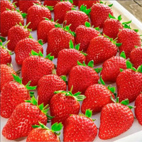 鲜有志丹东99红颜奶油甜草莓多地次日达当季现摘新鲜年货水果礼盒装 1斤大果 1盒【单果20-30g】