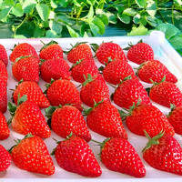 雪束 开春特惠800箱 红颜大草莓 5斤装 单果20-30g+