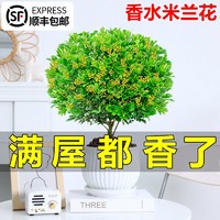 般林茜 香水米兰花盆栽植物带花苞四季开花浓香型花卉室内外老桩盆景绿植