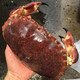 88VIP：海兑鲜 英国熟冻面包蟹珍宝蟹800-1000g/只海鲜水产