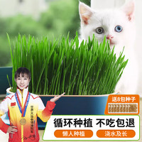 萌小贝 墨绿猫草盒+8包种子 无土水培猫草小麦种子盆栽去毛球猫咪零食