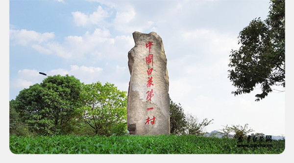 生态白茶礼盒价格查询表