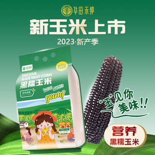 华田禾邦 玉米8根装 黑糯玉米棒 1.6~1.8KG