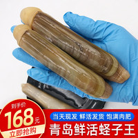 海宏盈 蛏子竹蛏子鲜活大竹节蛏王 500g 7-10只无泥无沙贝类海鲜生鲜