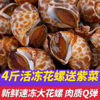 鮨京 花螺鲜活速冻香螺冷冻东南风螺 海鲜水产 生鲜 贝类 花螺 4斤