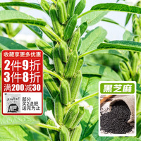 神禾黑芝麻种子农科院芝麻籽散装 金谷绿宝黑芝麻种子 25g/耐重茬