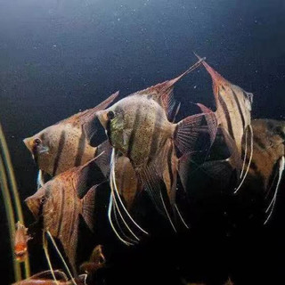 伊莎贝尔红背埃及 神仙鱼圣菲利佩阿塔巴布 燕鱼淡水热带观赏鱼水财神（Water Richer） 野埃及F1肉身（2-2.5cm）2条装