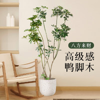 鸭脚木盆栽客厅好养大型花卉绿植办公室八方来财植物盆栽