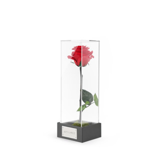 【】ROSEONLY永生花为爱而生玫瑰花礼盒告白