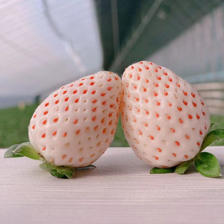 花音谷 特大果  淡雪草莓  1斤礼盒装 单果25g+  顺丰空运