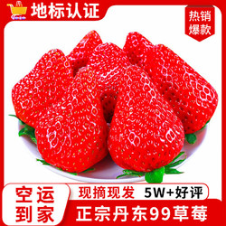 shawoshuguang 沙窝曙光 空运到家）丹东草莓99红颜奶油大草莓新鲜时令水果年货礼盒 3斤大果装单果20-30g