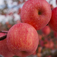 88VIP：农鲜淘 洛川红富士苹果12枚装新鲜应季水果整箱
