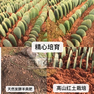 素颜新鲜墨西哥米邦塔仙人掌绿色多肉植物盆栽可食用仙人掌外敷内服 老片效果更好15年的3斤装 不含盆