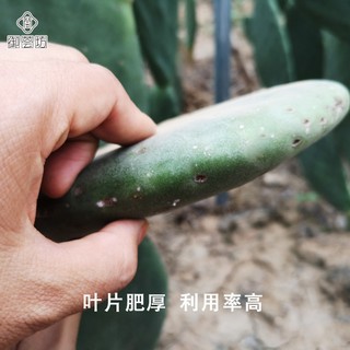 御荟坊 墨西哥米邦塔仙人掌盆栽食用外敷种植做菜观赏仙人掌 外敷7年片 5斤装