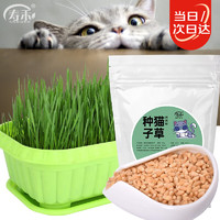 寿禾 猫草种子小麦土培水培猫零食草籽 潍丰猫草种子200g