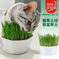 寿禾shouhe 猫草种子土培套装种植盆猫零食草籽 潍丰猫草种植套餐