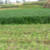 花翁 牧草种子畜牧养殖抗旱紫花苜蓿 黑麦草种子（多年生）500克