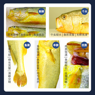 MIN XIA 闽峡 冷冻生鲜深海野化大黄鱼1只/箱1.8~2斤礼盒装黄花鱼新鲜海捕