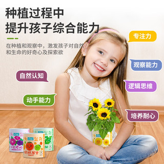匠心绽放向日葵 罐头盆栽向阳而生儿童趣味种植玩具