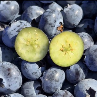 88VIP：果园密码 云南蓝莓鲜果现摘125g/盒12-20mm+大果新鲜水果