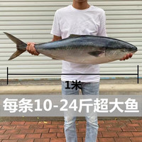 佳宝臣 VEYBOUSON青岛黄金大鲅鱼黄狮鱼海鱼青甘鱼新鲜冷冻鲜活水产深海大鱼礼盒装 13-14斤【礼盒装】 青岛 黄金大鲅鱼