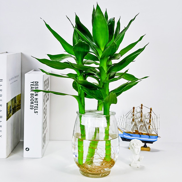 88VIP：牵鲜 观音竹富贵竹水培植物花卉绿植绿萝室内盆栽转运竹带花瓶好养