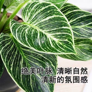 韵米奇 铂金钻盆栽室内客厅植物四季常青办公桌面盆景水培绿植净化空气花