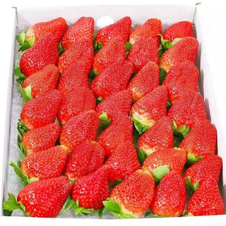 开门福利 10000箱 红颜99草莓 1.5斤装 单果30g+