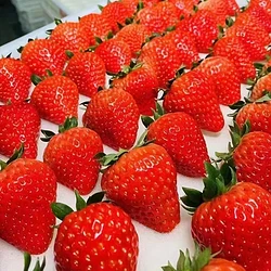 【开春福利】新鲜现摘 红颜99草莓 3斤装 特大果30-50g