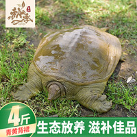 秋季 4斤鲜活公甲鱼生态外塘生长食用大甲鱼生鲜鱼冷水团鱼王八公鳖活体生鲜活鲜2000g\/只