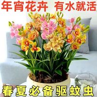 一宅一花 耐寒新品兰花球根四季浓香花卉大全养不死办公室内外桌面盆栽绿植