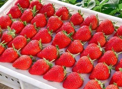 语博 【开门福利888箱】现摘新鲜红颜99草莓2.5斤装 大果20-40g