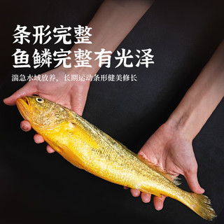 鸿顺深海野化黄花鱼1kg/条  海鲜年货礼盒  生鲜鱼类 冷冻 源头直发  4