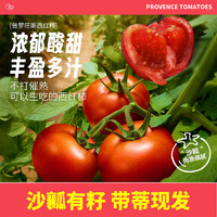 如叶 正宗陕西普罗旺斯水果西红柿5斤单果100g+礼盒装新鲜沙瓤番茄生吃