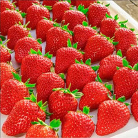 鲜安漫 开门福利 秒杀1000件 红颜草莓 2.5斤  大果15-25克