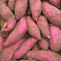 乡语小吖 海南桥头地瓜 带箱5斤中果 红薯番薯黄心板栗薯 新鲜蔬菜 生鲜