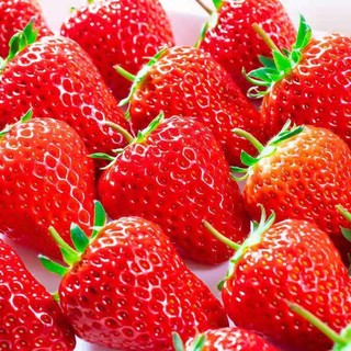 宜品道99红颜草莓新鲜甜奶油大凉山草莓现摘应季当季时令水果生鲜 净重3斤单果20-25克【中果】 精选 大凉山草莓