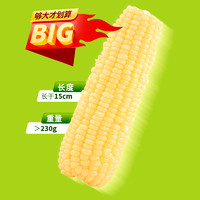 谷田记 23年新玉米白糯玉米大棒东北苞米10支粘黏玉米真空装