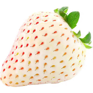 莫小仙淡雪白草莓奶油草莓天使淡雪草莓礼盒新鲜应季白雪公主 淡雪白草莓 一盒250克/20粒