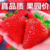 花音谷红颜99草莓新鲜草莓很甜奶油大果当季现摘现发烘焙草莓 5斤 1盒 红颜草莓 四川红颜草莓