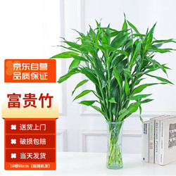 MOYi 墨一 富贵竹水培绿植植物转运竹盆栽室内  富贵竹10根60cm（瓶随机发）