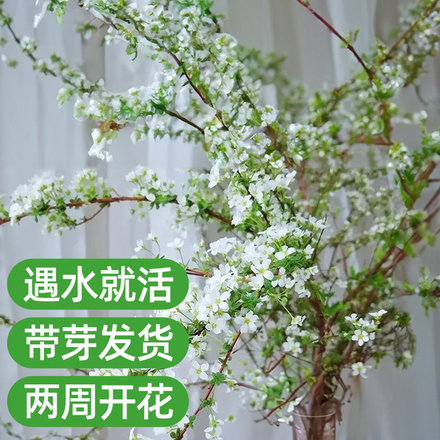 88VIP：牵鲜 鲜枝雪柳干枝支重瓣盆栽插花水培养植物室内好养活绿植遇水开花卉
