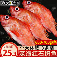 尚致 挪威深海红石斑鱼1800g富贵鱼 水产冷冻大眼鱼 深海鱼 海鱼生鲜