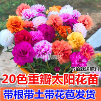 金枝景 重瓣太阳花苗宿根绿植花卉盆栽四季开花庭院阳台 50棵苗 不含盆