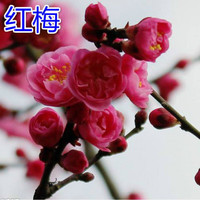 青渊 梅花树苗红梅绿梅榆叶梅美人梅树桩庭院绿化室外阳台盆栽花卉植物 嫁接红梅 1公分 不含盆