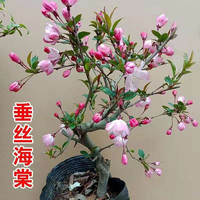 语安 长寿冠海棠盆栽盆景梅花树桩重瓣红花海棠花红梅树苗耐寒植物 4年垂丝海棠当年开花