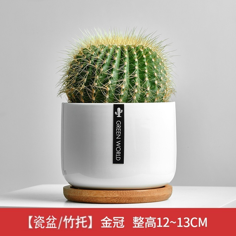 室内绿植推荐小盆 65d424b4b68828833.jpg