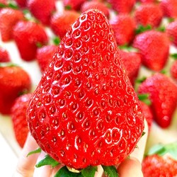 龙觇 精选红颜99草莓 单果20-30G  2.5斤 装